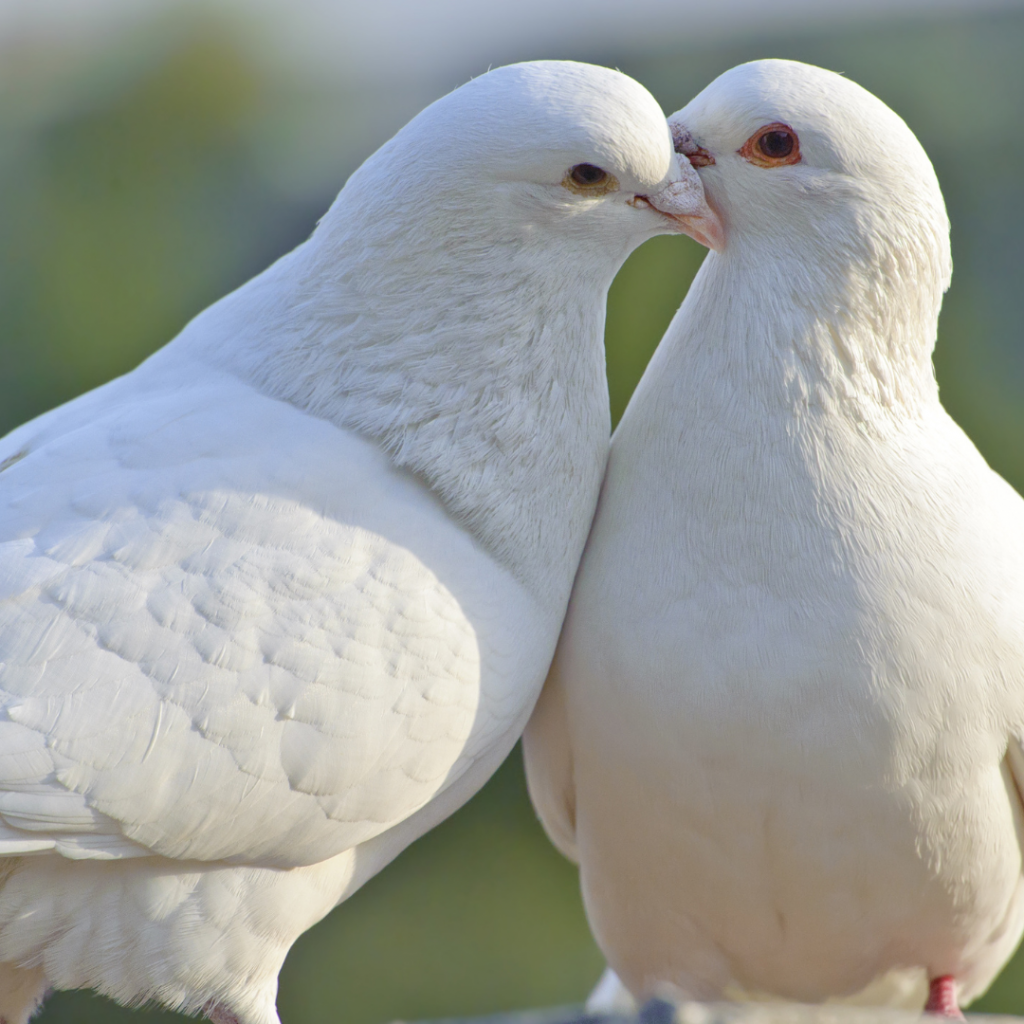 White Doves are released by Filipino Couples