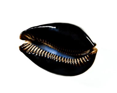 Black Luxury Cowries on a white background