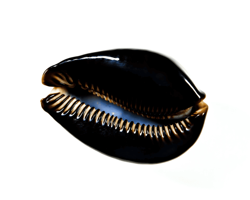 Black Luxury Cowries on a white background
