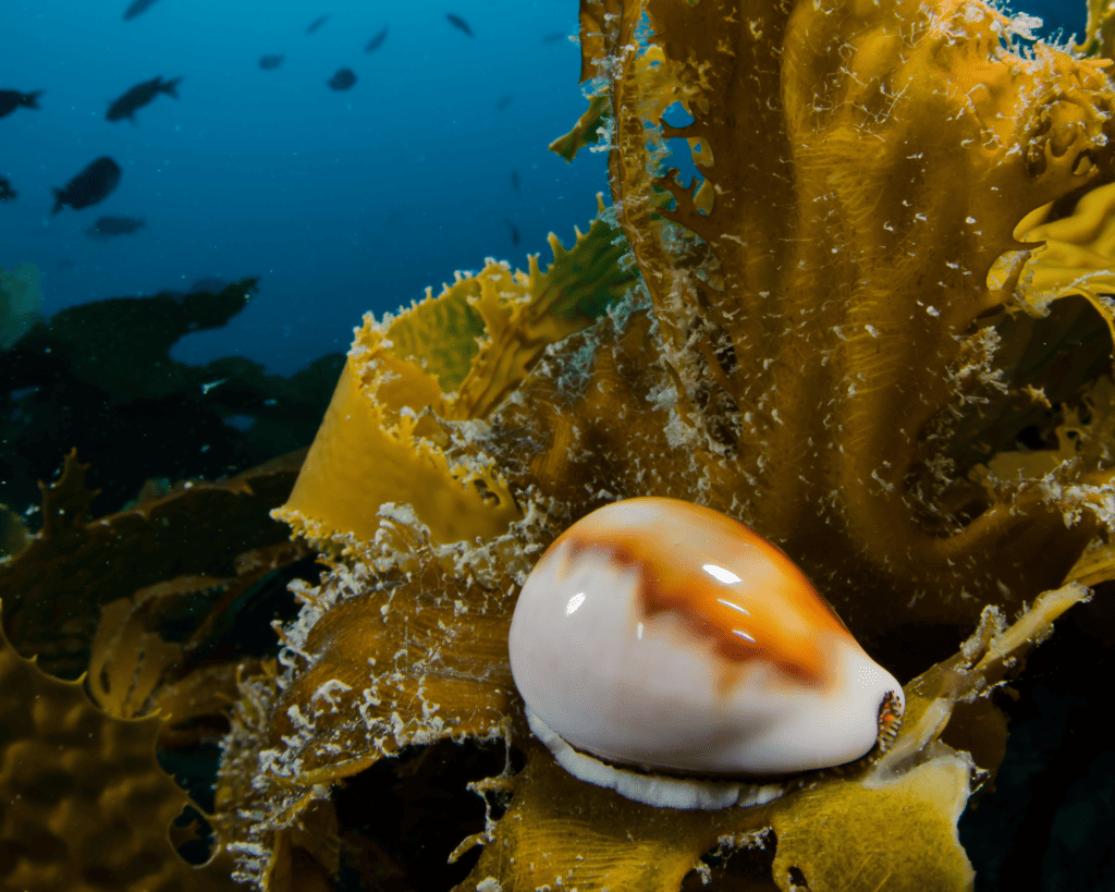 A cowry shell sitting on a leaf at deepest end of an ocean